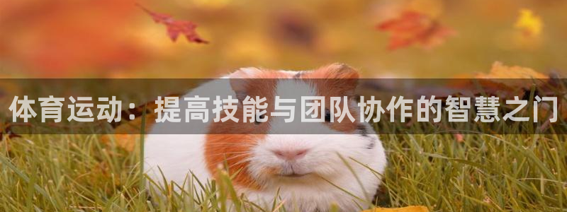 杏悦体育eon：体育运动：提高技能与团队协作的智慧之门